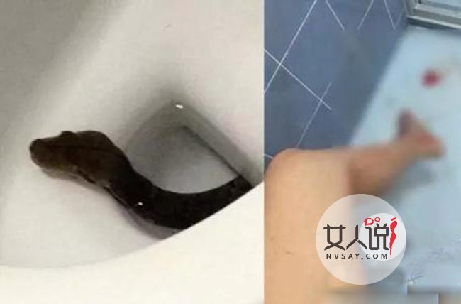 马桶里爬出蛇女子屁股被咬 揭马桶蹦出大蛇事件始末令人惶恐