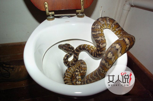 马桶里爬出蛇女子屁股被咬 揭马桶蹦出大蛇事件始末令人惶恐