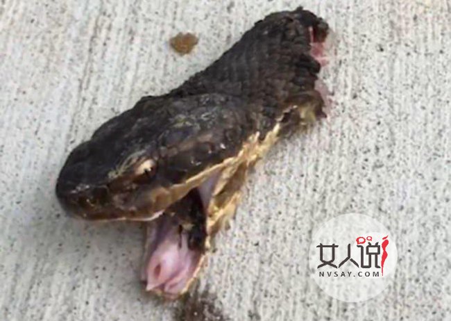 蛇被剪头张口攻击 眼里充满报仇恨意张开大嘴想咬人画面恐怖