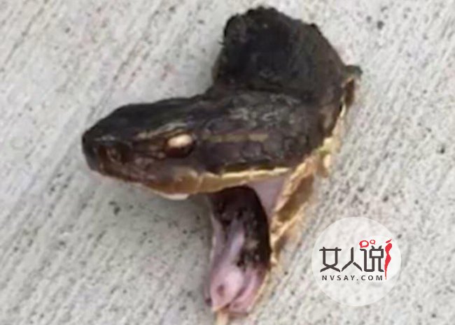 蛇被剪头张口攻击 眼里充满报仇恨意张开大嘴想咬人画面恐怖