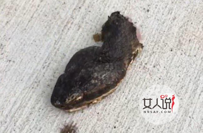 蛇被剪头张口攻击 眼里充满报仇恨意张开大嘴想咬人画面恐怖