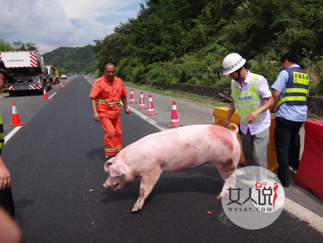 高速上九头猪车厢打架 一言不合大打出手险酿悲剧现场很混乱