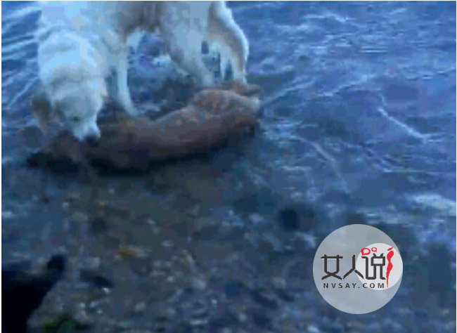 金毛冲进大海救小鹿 金毛系小暖男奋不顾命救小鹿只因使命