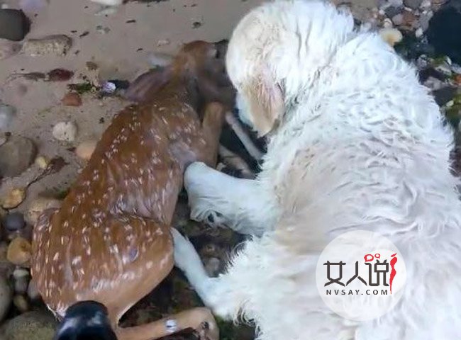 金毛冲进大海救小鹿 金毛系小暖男奋不顾命救小鹿只因使命