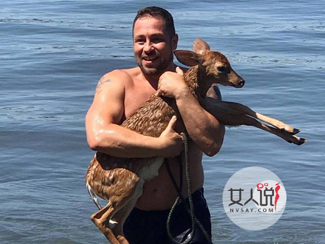 金毛冲进大海救小鹿 金毛系小暖男奋不顾命救小鹿只因使命
