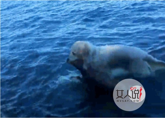 金毛冲进大海救小鹿 金毛系小暖男奋不顾命救小鹿只因使命