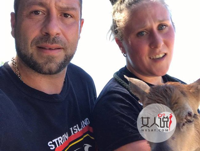 金毛冲进大海救小鹿 金毛系小暖男奋不顾命救小鹿只因使命