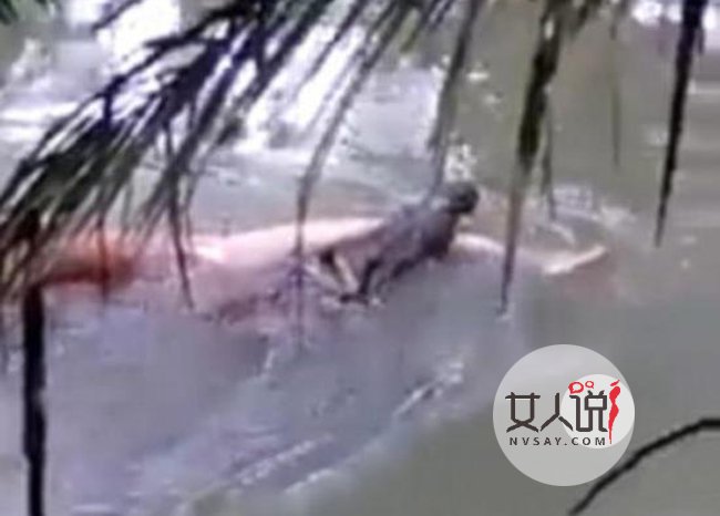 鳄鱼将男子拖入水 万万没想到发生惊人一幕惊掉众人下巴