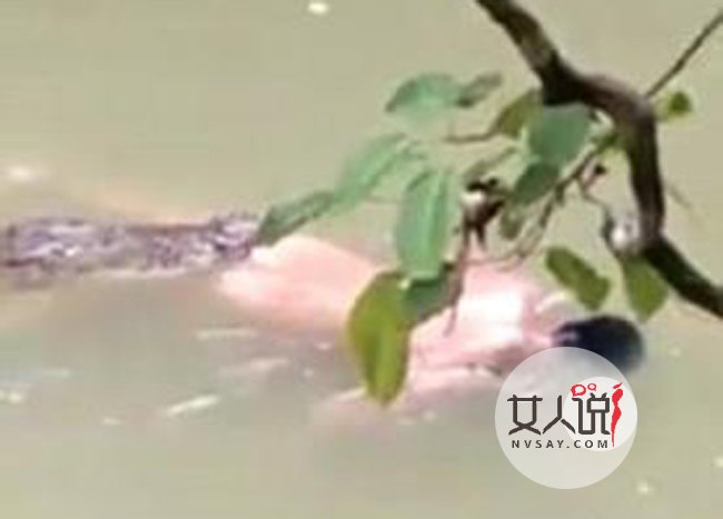 鳄鱼将男子拖入水 万万没想到发生惊人一幕惊掉众人下巴