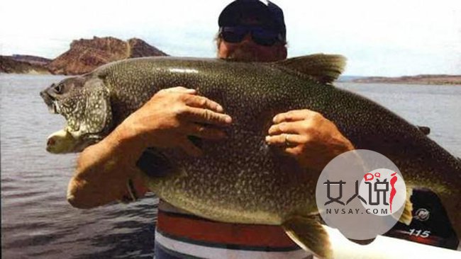 男子钓1.2米大鱼 自己不舍得杀死它后放生获众人大赞