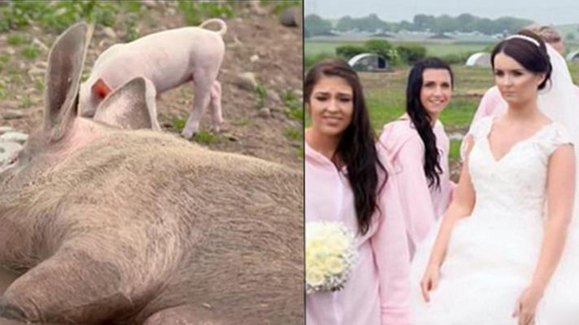 新郎花12万办猪主题婚礼 50头猪在现场疯狂追逐场面十分混乱