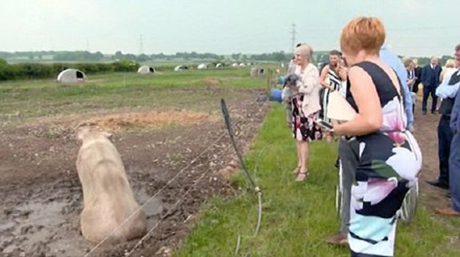 新郎花12万办猪主题婚礼 50头猪在现场疯狂追逐场面十分混乱
