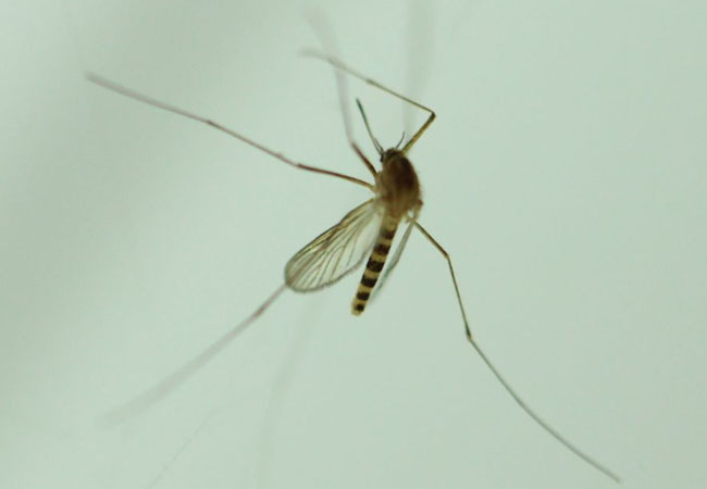 泸州蚊子被热死 蚊子被热死原因曝光令人唏嘘