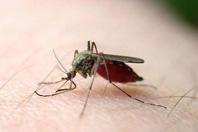 泸州蚊子被热死 蚊子被热死原因曝光令人唏嘘