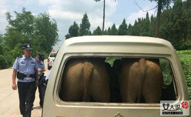 面包车里塞进两头牛 销魂牛屁股顶破后车窗令人哭笑不得