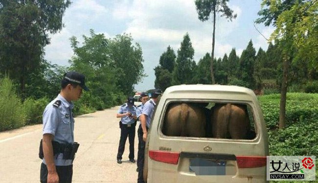 面包车里塞进两头牛 销魂牛屁股顶破后车窗令人哭笑不得