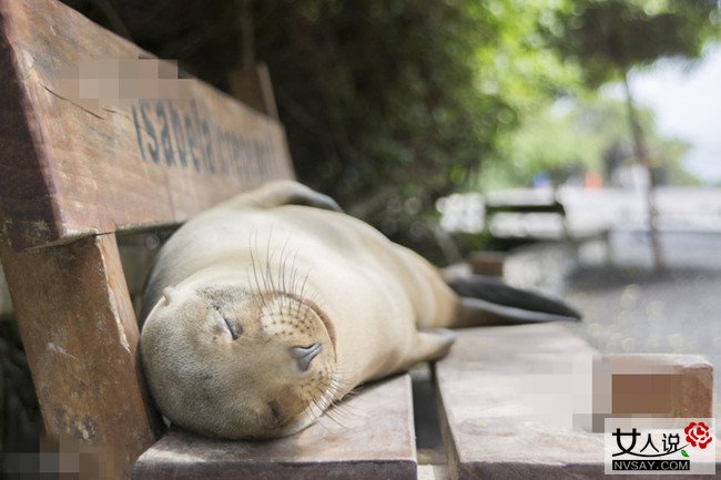 动物实力演葛优瘫谐趣十足 网友:葛优瘫要被玩坏了