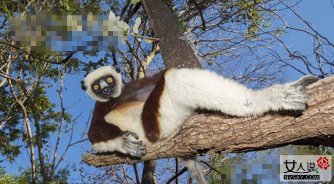 动物实力演葛优瘫谐趣十足 网友:葛优瘫要被玩坏了