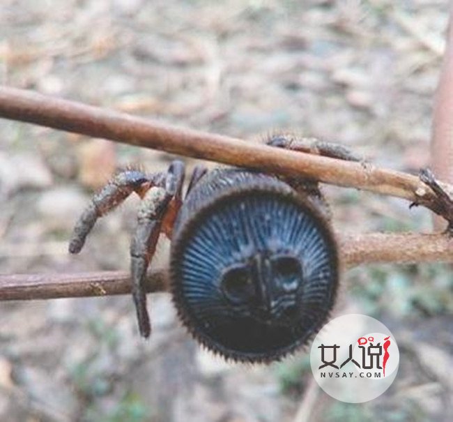 村民发现罕见蜘蛛 古董级蜘蛛竟遭买家抬价疯抢活久见