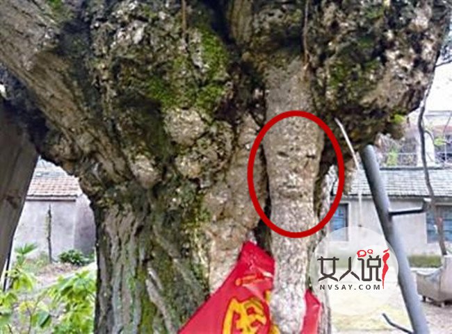 老银杏树长出人脸 世间罕见引慕名者围观拍照火爆网络