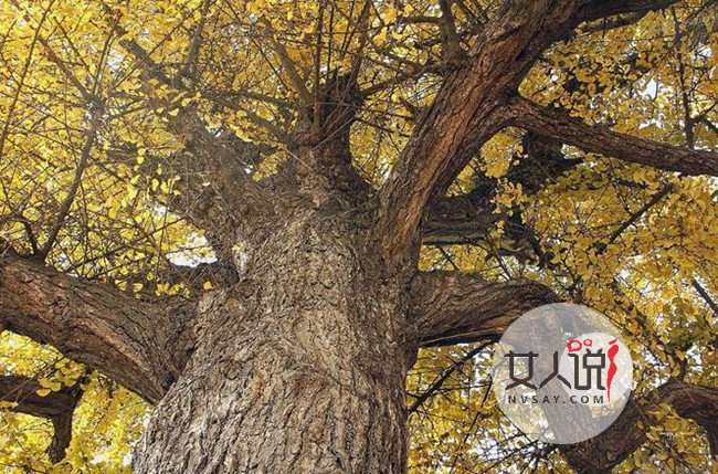 老银杏树长出人脸 世间罕见引慕名者围观拍照火爆网络