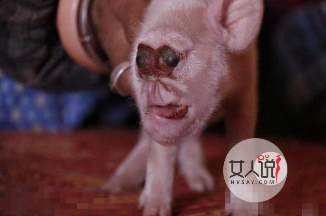 母猪竟然生下猴崽 好主人倍加照料猴面猪拒绝出卖获点赞