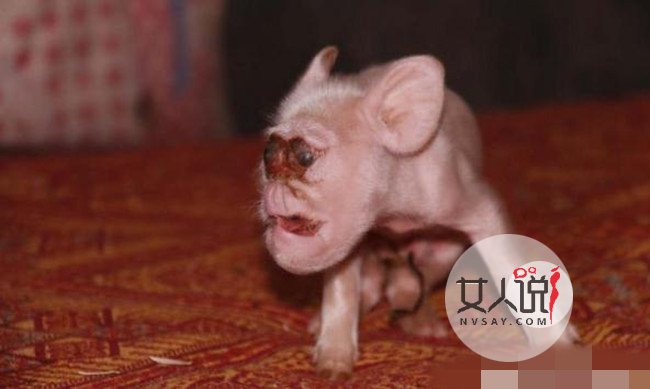 母猪竟然生下猴崽 好主人倍加照料猴面猪拒绝出卖获点赞