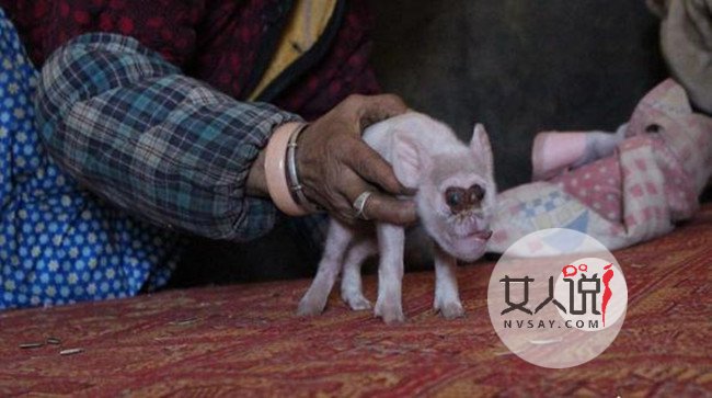 母猪竟然生下猴崽 好主人倍加照料猴面猪拒绝出卖获点赞