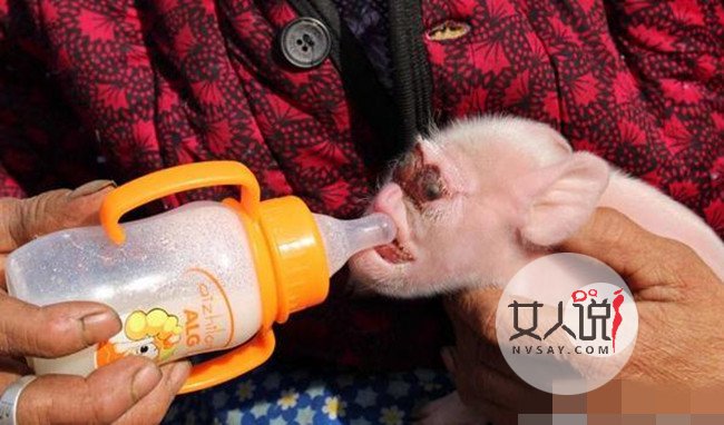 母猪竟然生下猴崽 好主人倍加照料猴面猪拒绝出卖获点赞