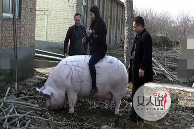 猪王被美女当牛骑 俯首称臣驮着美女一路闲逛耐人寻味