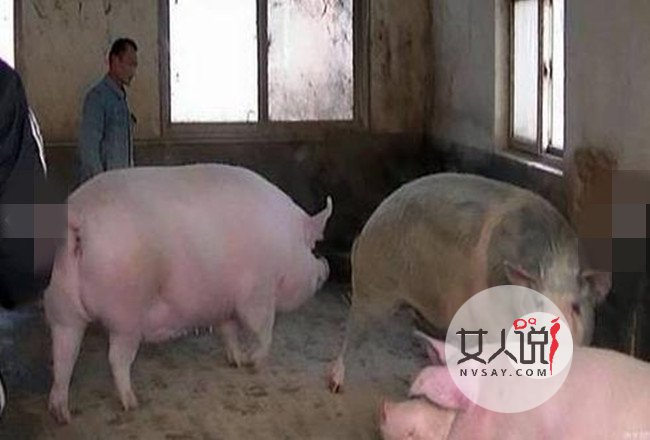 猪王被美女当牛骑 俯首称臣驮着美女一路闲逛耐人寻味