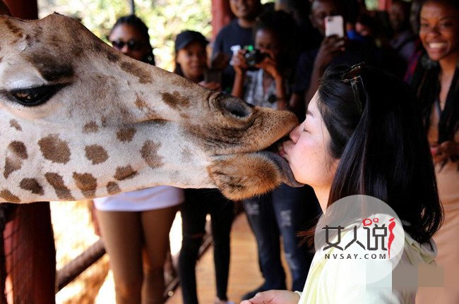 美女和长颈鹿舌吻 网友惊呼：这画面太美我不敢看