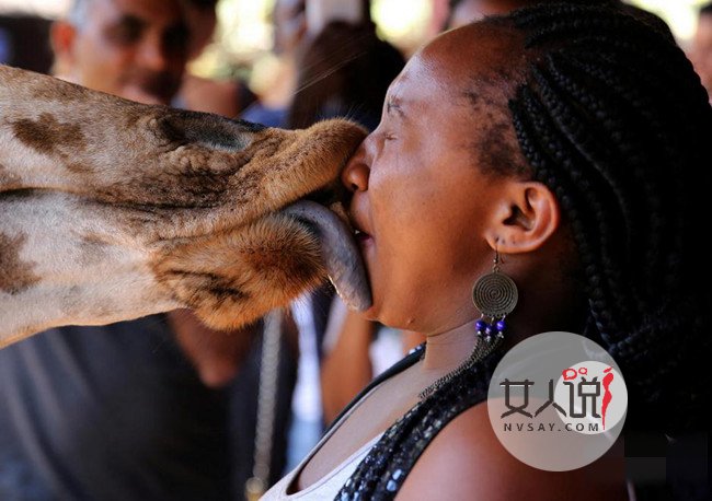 美女和长颈鹿舌吻 网友惊呼：这画面太美我不敢看