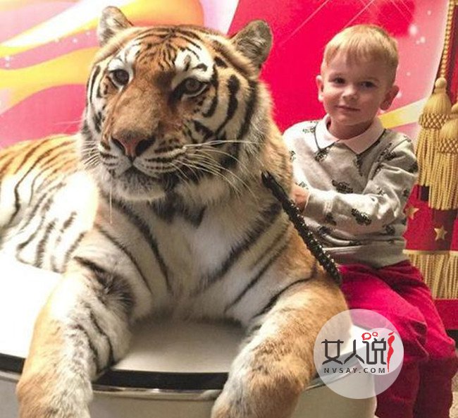 家庭养老虎当宠物 人虎同住一屋画面和谐友爱令人傻眼