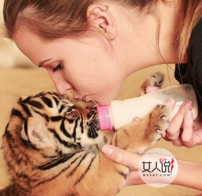 家庭养老虎当宠物 人虎同住一屋画面和谐友爱令人傻眼