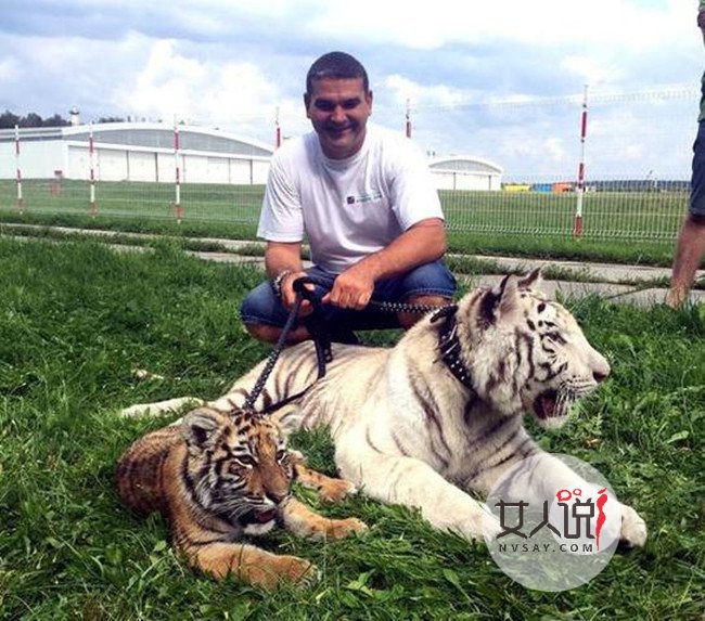 家庭养老虎当宠物 人虎同住一屋画面和谐友爱令人傻眼