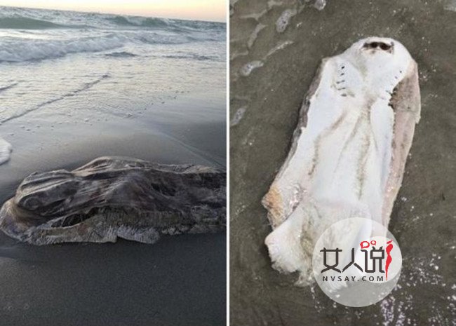 澳洲海滩现不明生物十分诡异 网友：吓死宝宝了