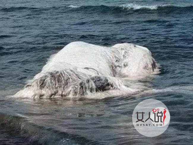 澳洲海滩现不明生物十分诡异 网友：吓死宝宝了