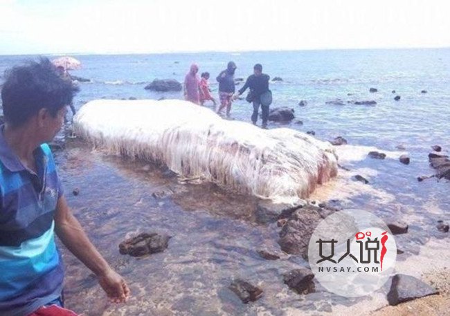 澳洲海滩现不明生物十分诡异 网友：吓死宝宝了