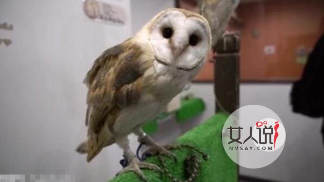 猫头鹰接客卖咖啡 生意爆棚背后真相曝光令人心酸不已