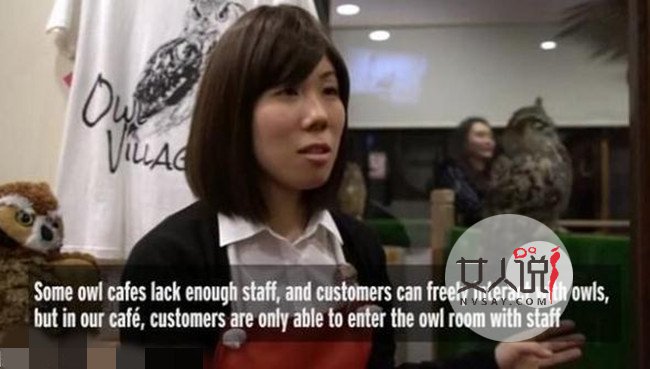 猫头鹰接客卖咖啡 生意爆棚背后真相曝光令人心酸不已