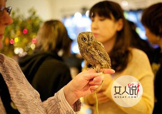 猫头鹰接客卖咖啡 生意爆棚背后真相曝光令人心酸不已