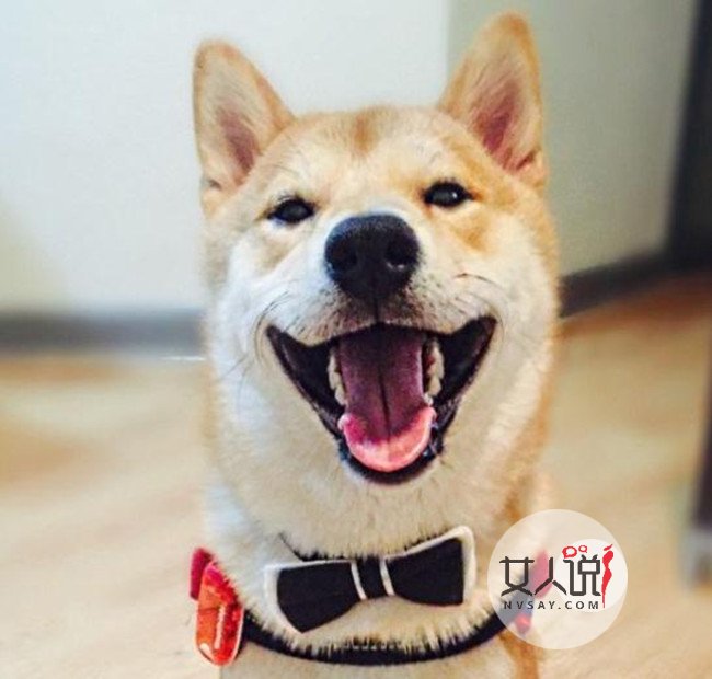 柴犬爱看电视走红网络 雷打不动看完整部电影令人称奇