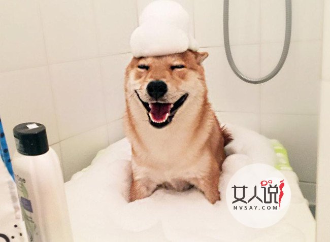 柴犬爱看电视走红网络 雷打不动看完整部电影令人称奇