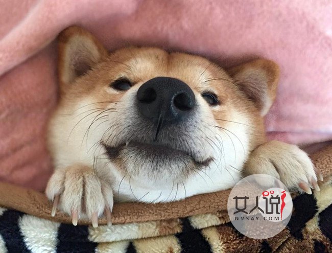 柴犬爱看电视走红网络 雷打不动看完整部电影令人称奇