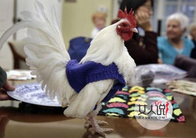 老人给鸡织毛衣保暖 母鸡疯狂下蛋报恩上演人鸡情未了