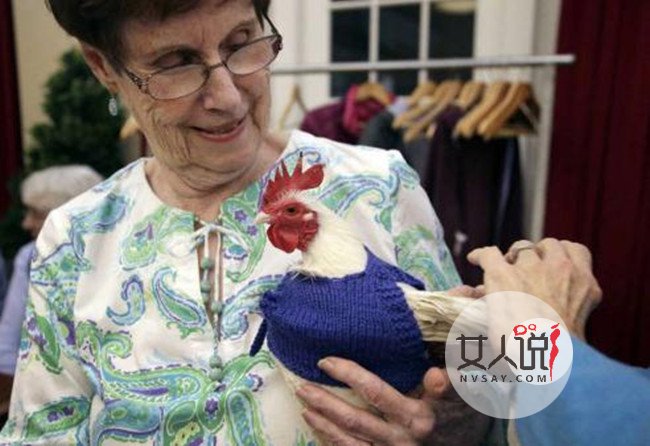 老人给鸡织毛衣保暖 母鸡疯狂下蛋报恩上演人鸡情未了