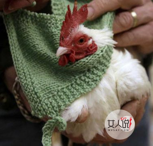 老人给鸡织毛衣保暖 母鸡疯狂下蛋报恩上演人鸡情未了