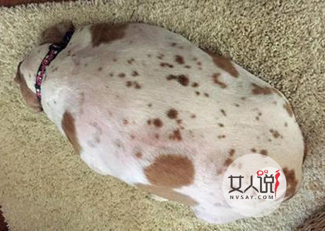 宠物狗重45斤险胖死 被送去宠物救援中心减肥挽回一命