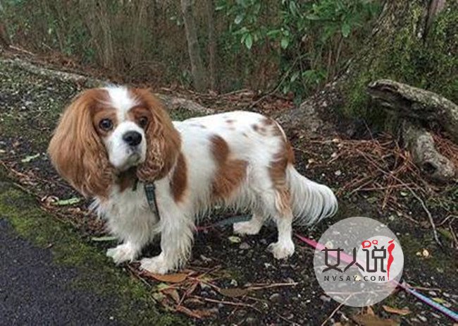 宠物狗重45斤险胖死 被送去宠物救援中心减肥挽回一命